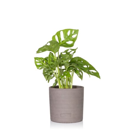 Monstera Monkey Leaf - Charcoal Grey Stoneware