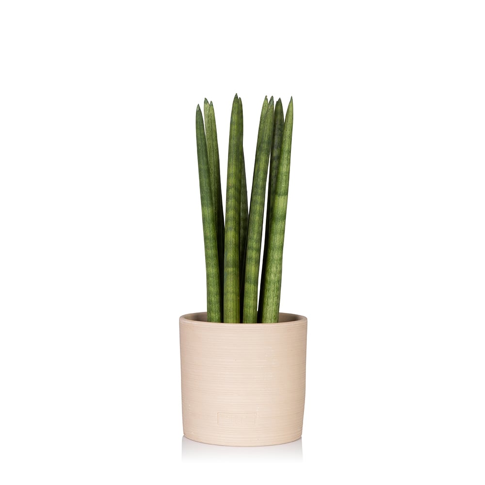 Sansevieria Cylindrica (Spiky)