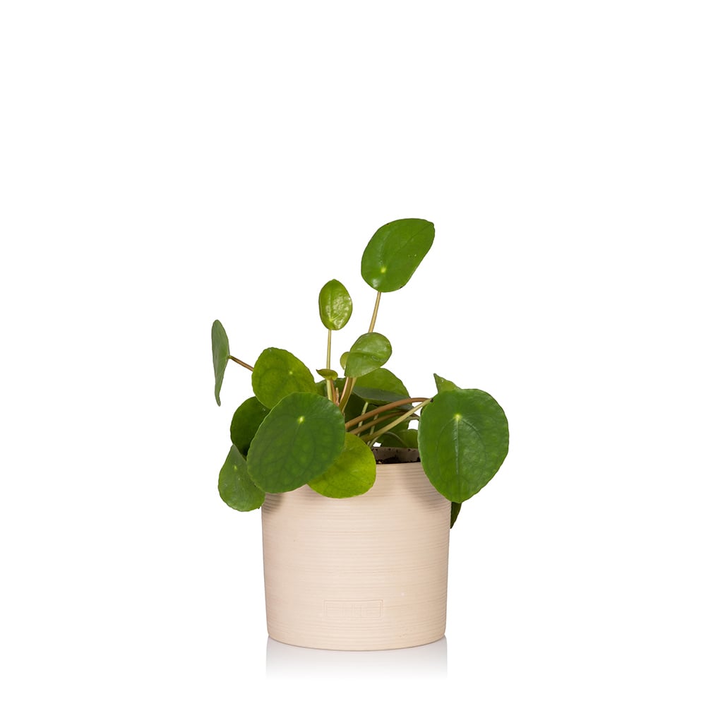 Pilea Peperomioides