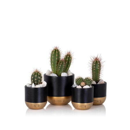 Mini Cacti Plant Family