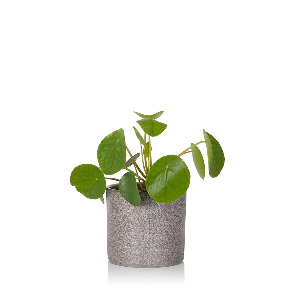 Pilea Peperomioides