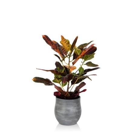 Croton Petra - Big (40-75cm), Ceramic