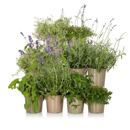 Herb Mix - 10