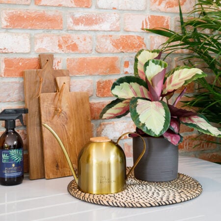 Euphrates Watering Can & Calathea Gift Set