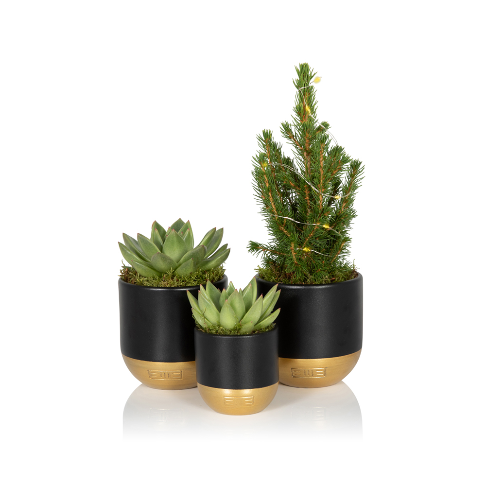 Mini Christmas Tree & Succulent Gang