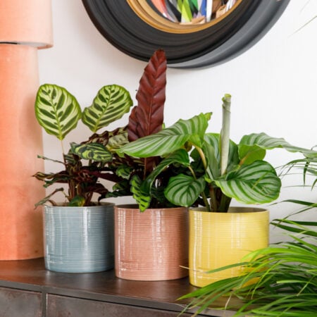Calathea Trio Plant Gang