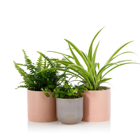 Chelsea Collection - Pet Friendly Houseplant Bundle