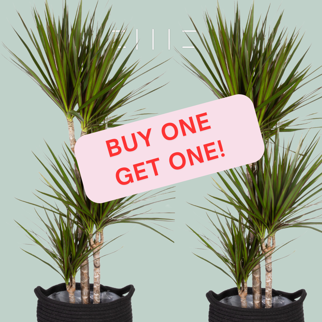 A Guide To Owning and Caring for The Dragon Tree | The Little Botanical
