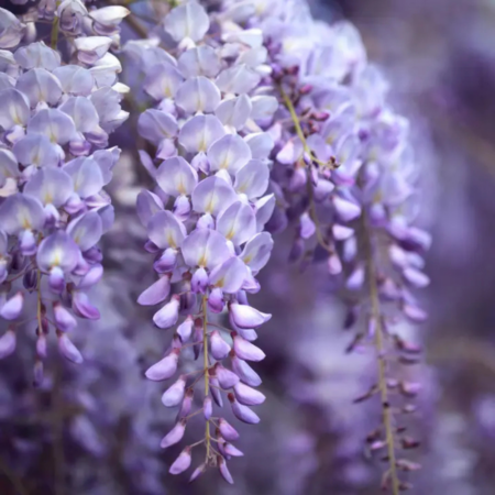 Wisteria
