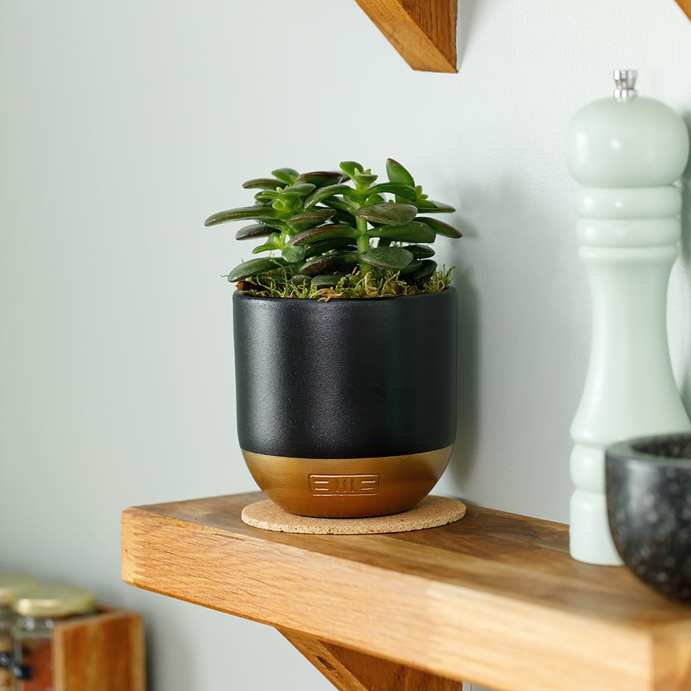 Crassula
