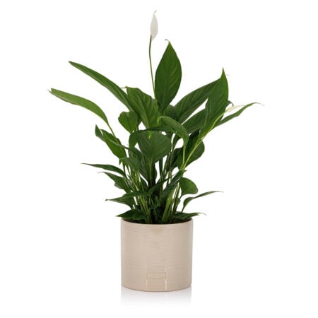 Peace Lily