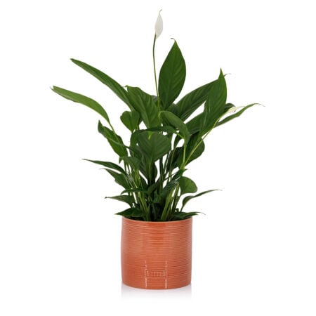 Peace Lily