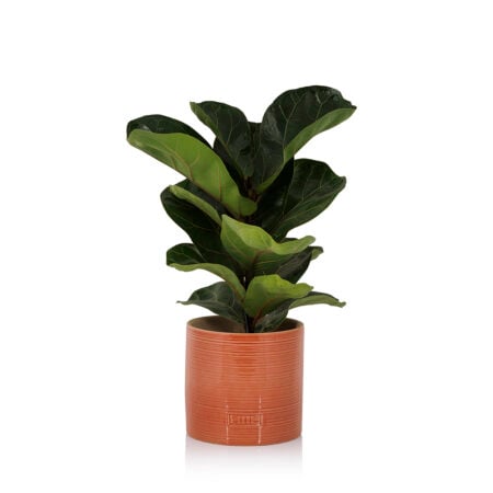Fiddle Leaf Fig