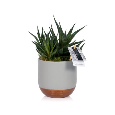Aloe Succulent