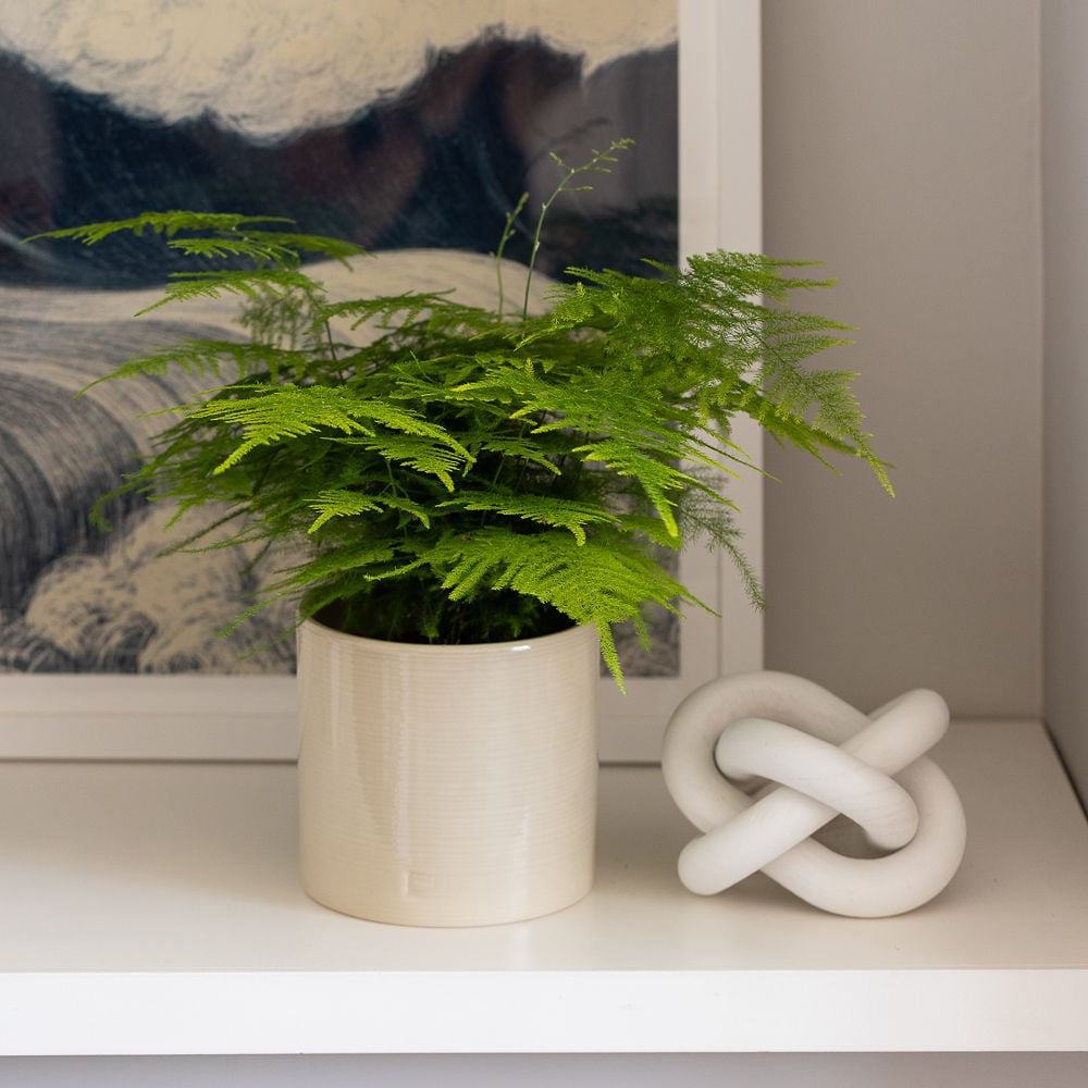 Asparagus Fern