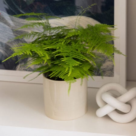 Asparagus Fern