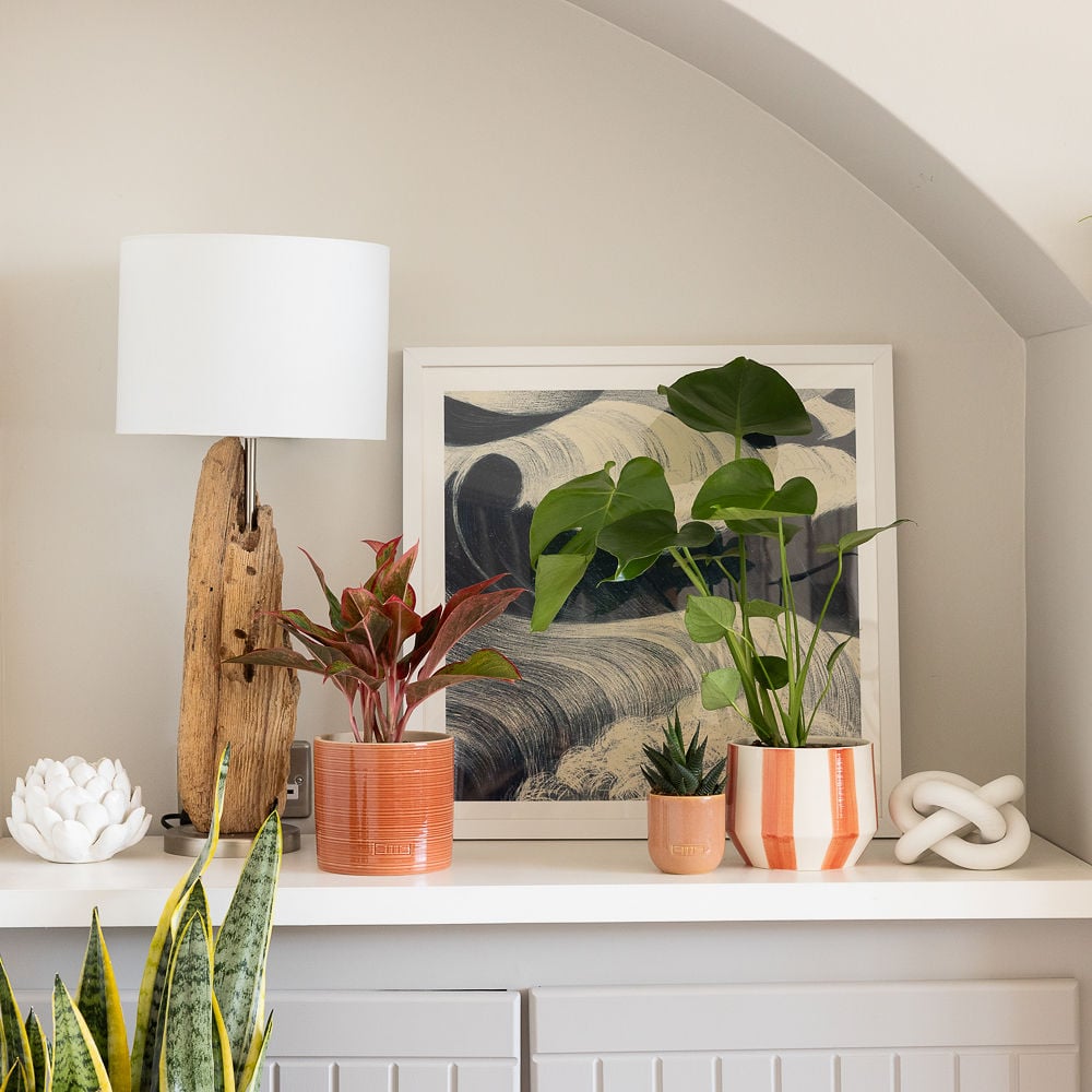 Monstera in orange stripey pot 1000x1000
