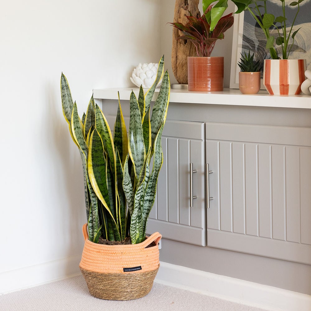 Large Sansevieria in orange belly basket 1000x1000