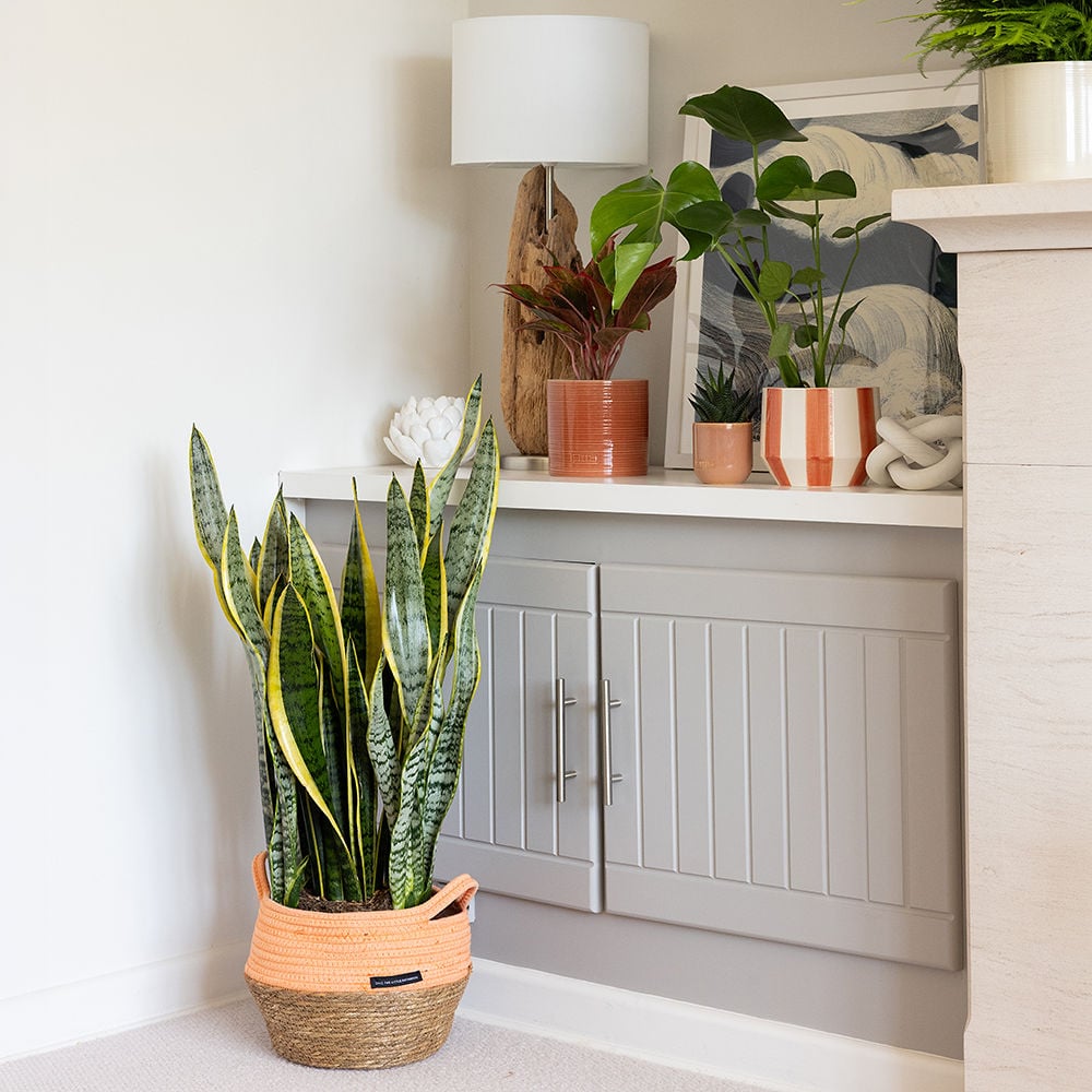 Large Sansevieria in orange belly basket 1000x1000