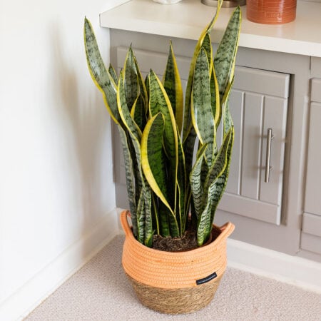Sansevieria (Snake Plant)