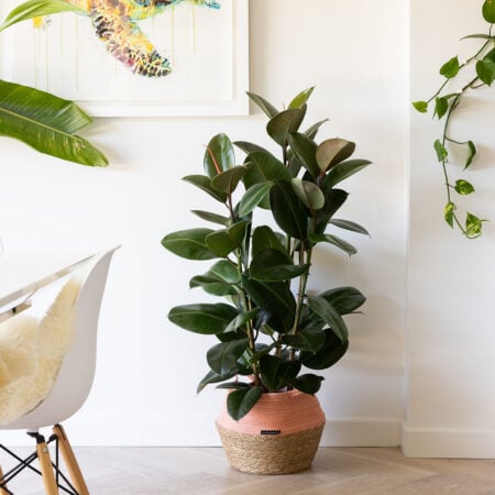 XL Ficus Elastica 1000x1000