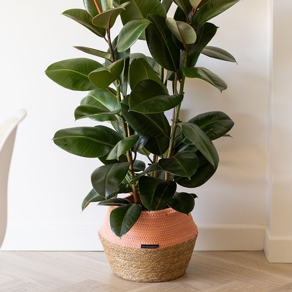 XL Ficus Elastica 1000x1000