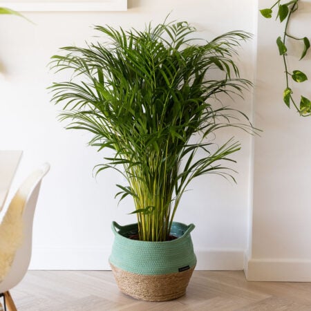 Areca Palm