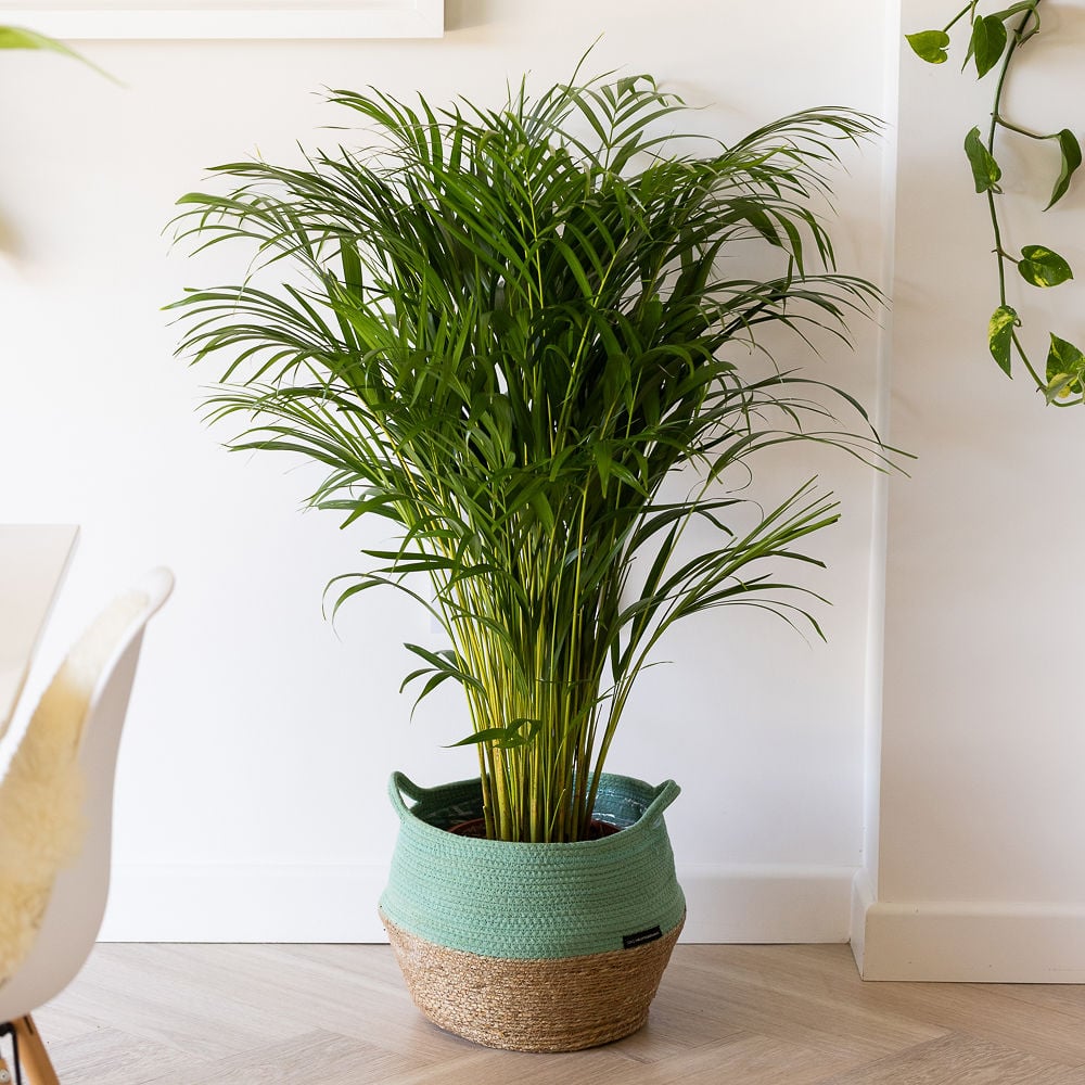XL Areca Palm in green belly basket