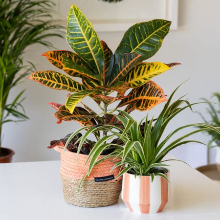 Croton Petra