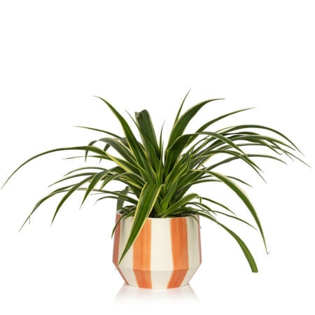 Spider Plant in orange white stripey pot 1000x1000