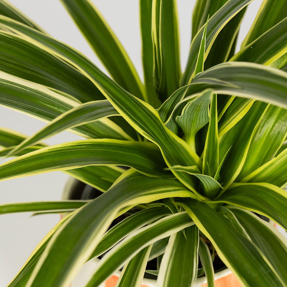 Spider Plant in orange white stripey pot 1000x1000