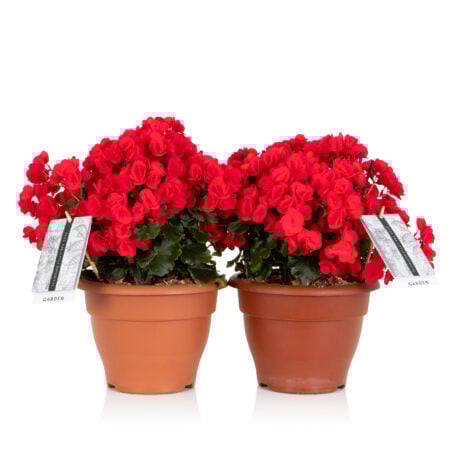 Betulia Garden Bundle - Red