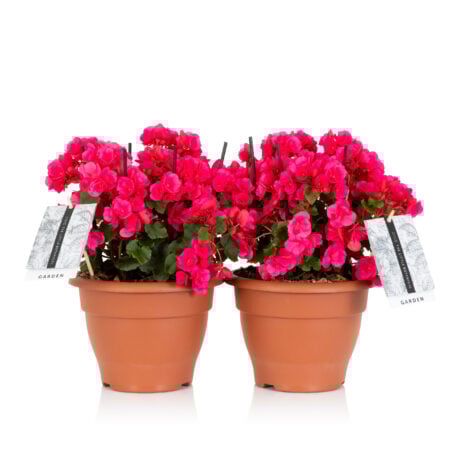 Betulia Garden Bundle - Dark Pink