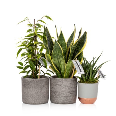 Air-Purifying Bundle - Grey and copper