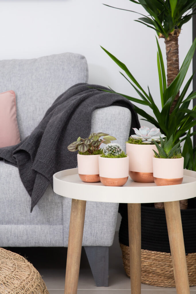Pink shelfie Bundle