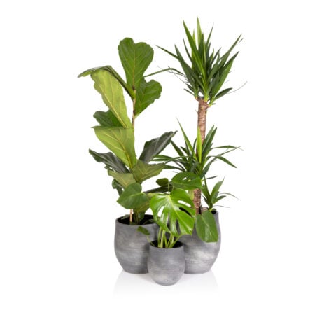Large Plants for Big Spaces - Ceramic