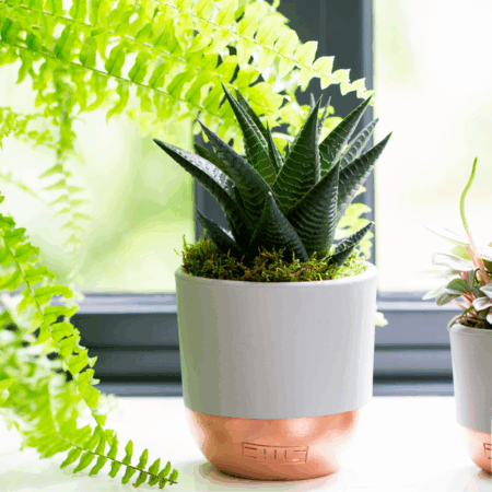 Aloe Succulent
