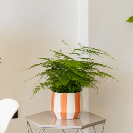 Asparagus Fern