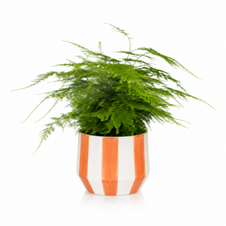 Asparagus Fern