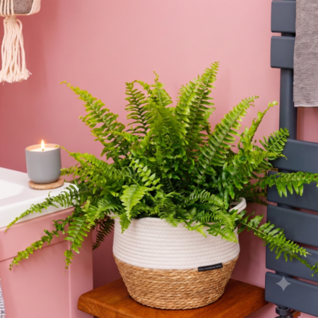 Boston Fern