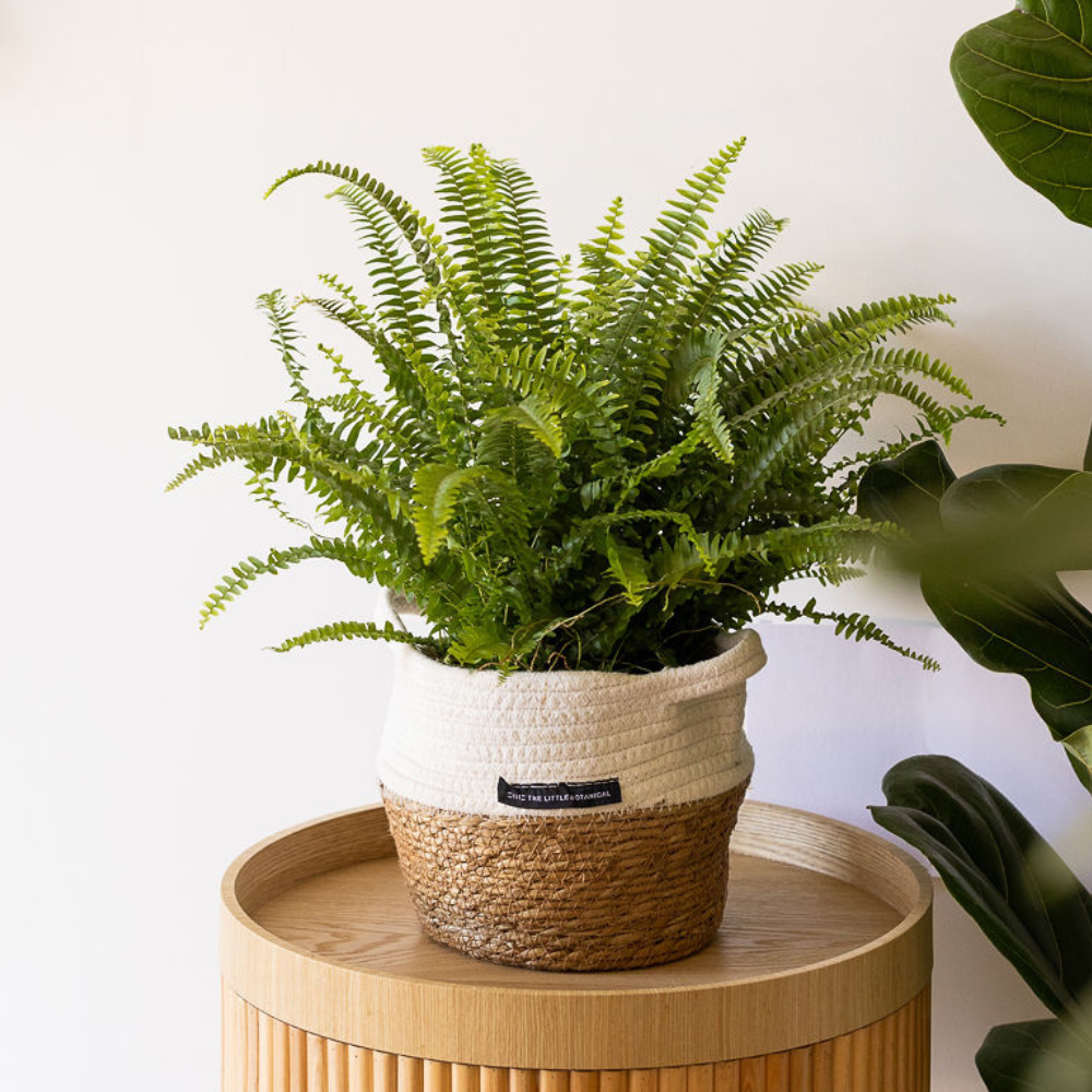 Big Boston fern 1000x1000