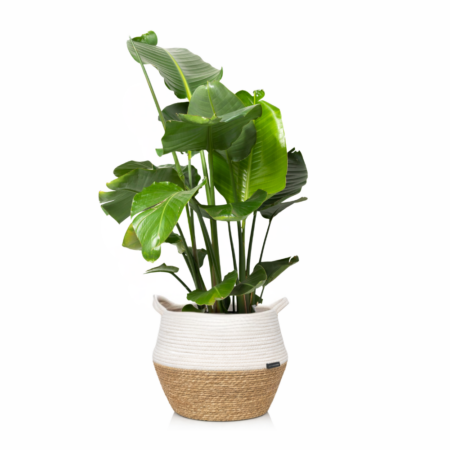 Strelitzia Nicolai (Bird of Paradise) - Extra Large (100-150cm), White Belly Basket