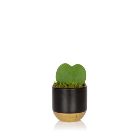 mini hoya