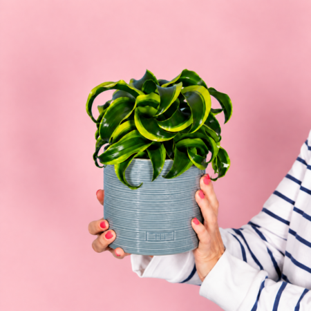 Dracaena Tornado