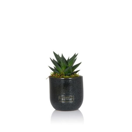 Haworthia - Mini (10-15cm), Black Glazed