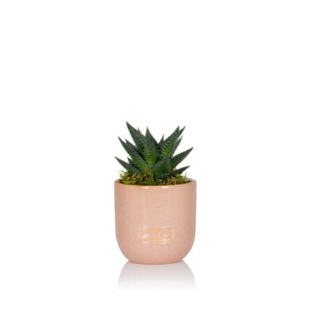 Haworthia - Mini (10-15cm), Pink glazed