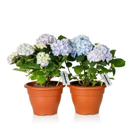 Hydrangea Bundle - Blue