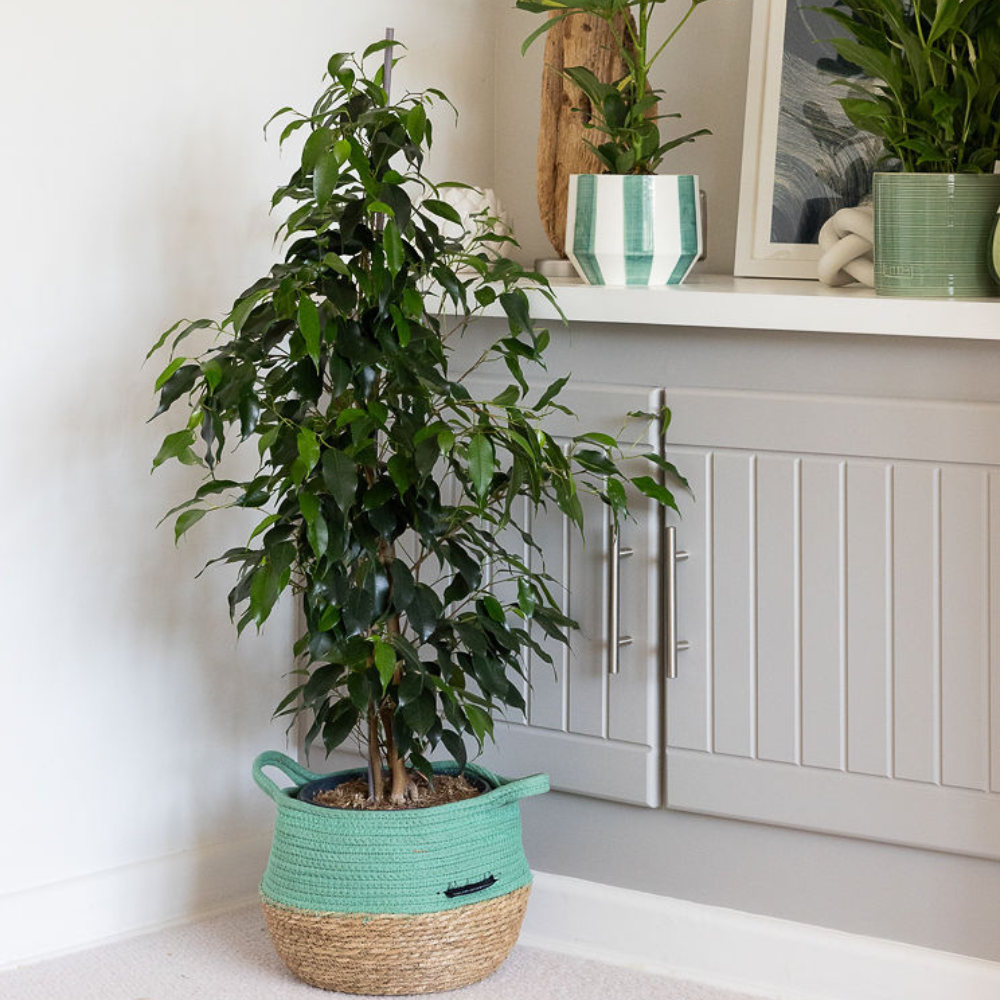 Large Benjamina in green belly basket 1000x1000