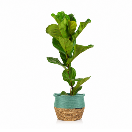 Fiddle Leaf Fig - Large (75-100cm), Green Belly Basket
