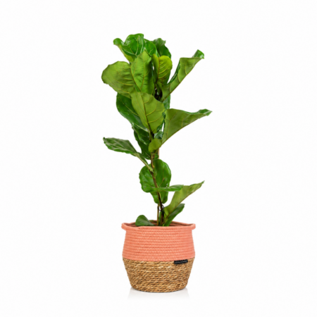 Fiddle Leaf Fig - Large (75-100cm), Orange Belly Basket
